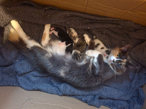Beautiful male kittens