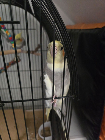 cockatiel