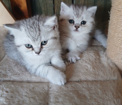 Silver tabby female Kittens