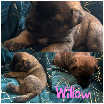 Akita x Mastiff puppies