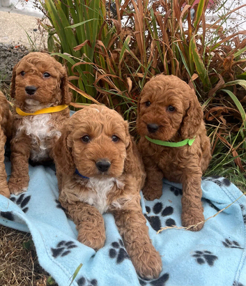 Curly cockapoo puppies