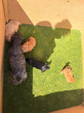 beautiful shihpoo puppies