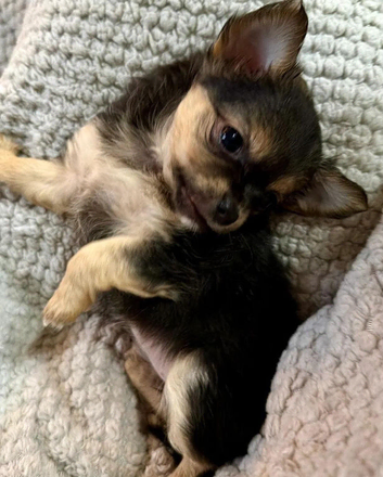 Rare blue tan x1,black tri x1, LC chihuahua female
