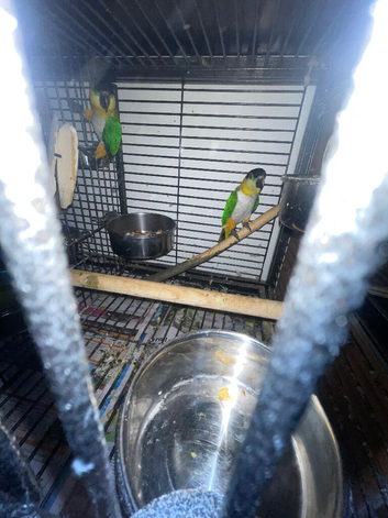 A pair of Caiques&mdash;specifically the Black-headed variety&mdash;proven for breeding. in London