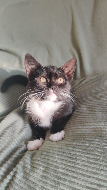 Final Kitten Remaining - Tuxedo Girl