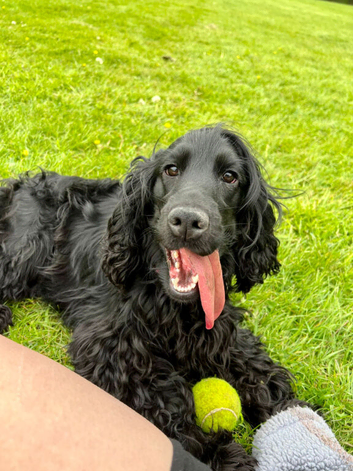 2 cocker Spaniels