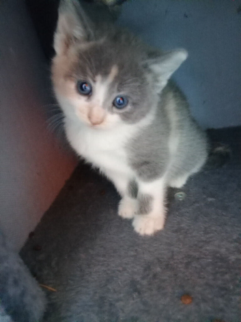 Kittens