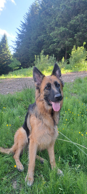 18month old German Shepherd bitch