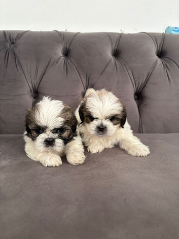 Shih Tzu puppies ready to go