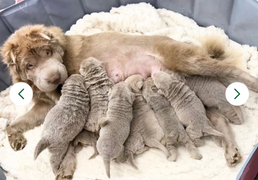 Lilac Shar-Pei Puppies For Sale