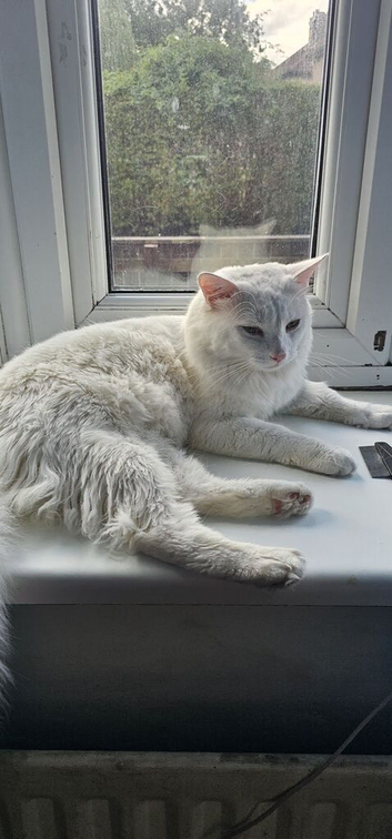 Turkish angora white cat