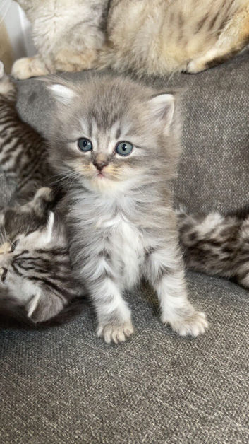 Exotic cross kittens