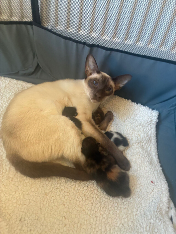 Siamese mix breed