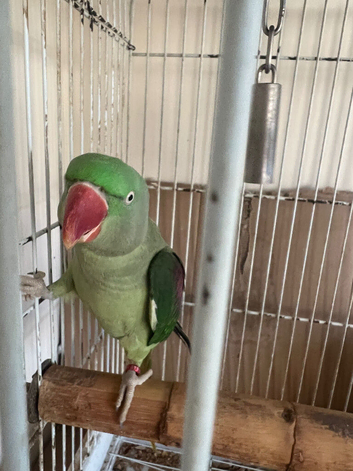 Beautiful Alexandrian for sale