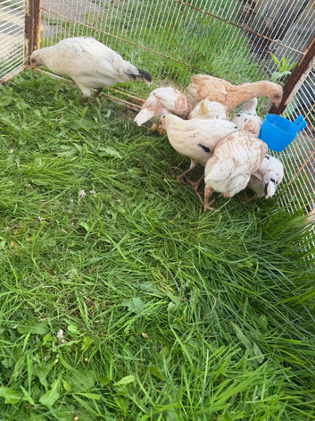 Sharmo American mix chickens