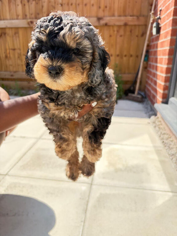 Adorable blue merle  male cockapoo puppy