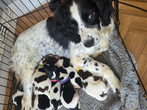 KC REGISTERED ENGLISH SPRINGER SPANIELS