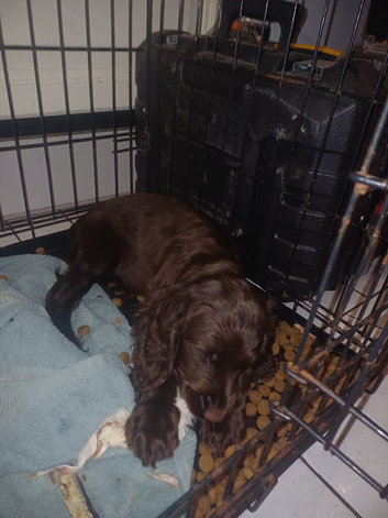 10week old cocker puppy