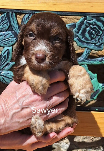 Stunning F1 cockapoo puppies available