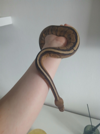 Royal (ball) Python and full setup