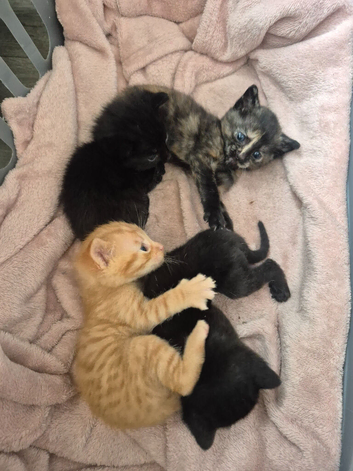 x4 Kittens Needing Homes