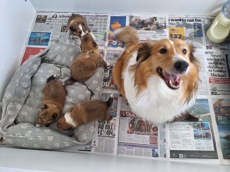 SHELTIE PUPS READY JULY 22ND
