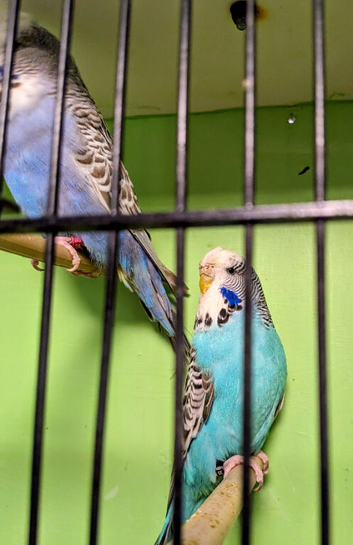 Large standard blues budgies
