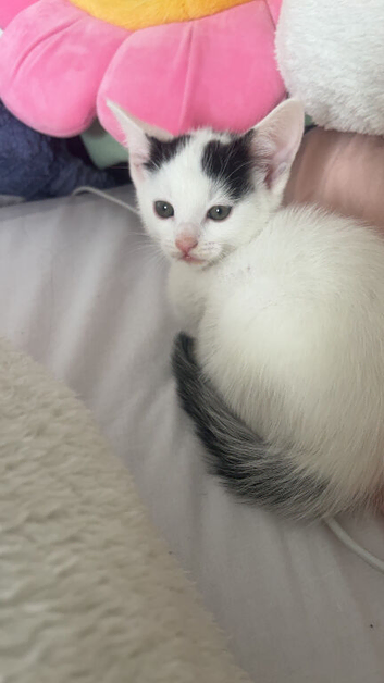 kitten