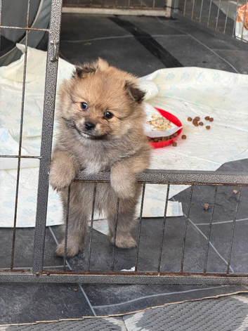 1 beautiful Pomeranian boy
