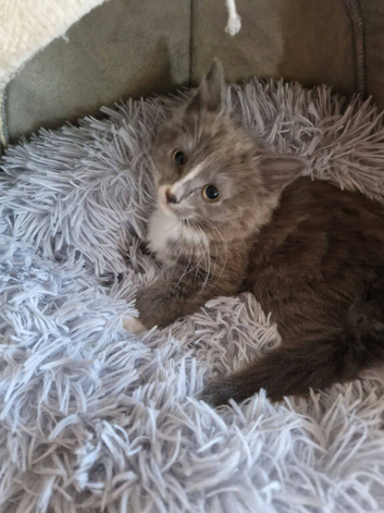 4 beautiful kittens for sale
