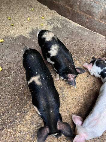 Mini Gilts, &pound;50 for the pair