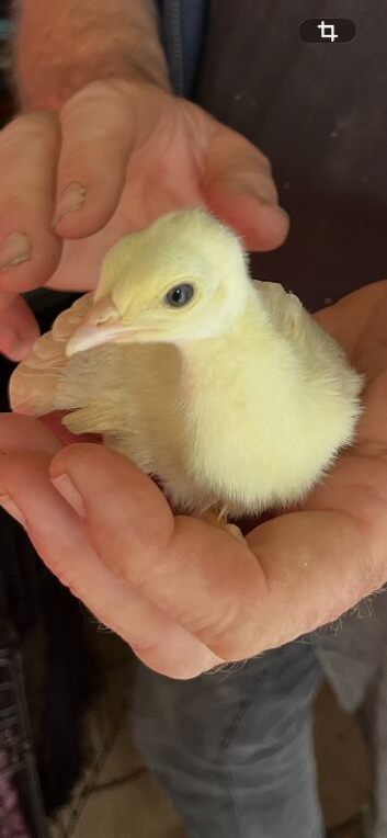 Peacock chicks