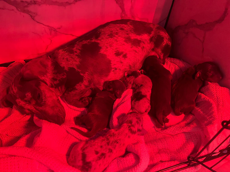 Miniature dachshunds