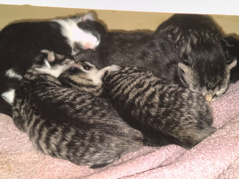 Gorgeous kittens