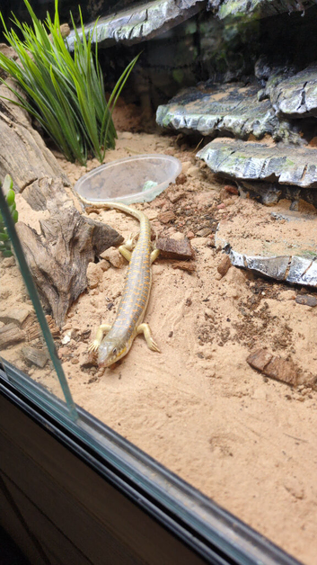 Berber skink for sale