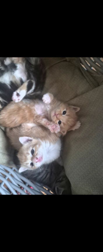 Beautiful kittens, i have both parents