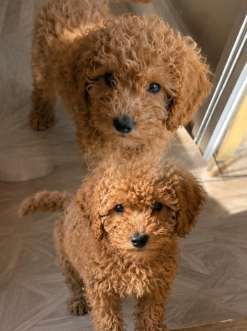Unique Cavapoos pups one boy left