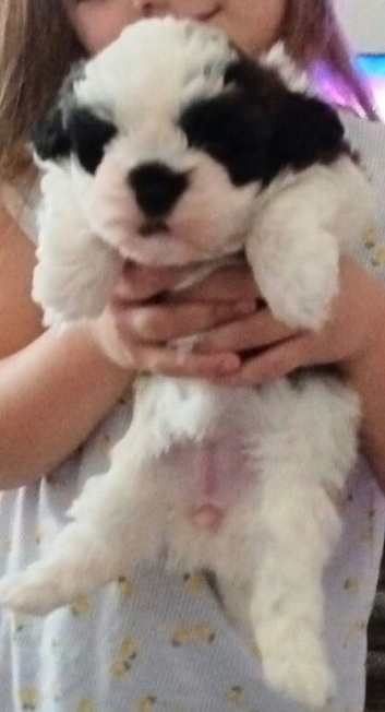 A gorgeous little baby looking for there forever Home