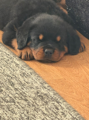 female rottweiler