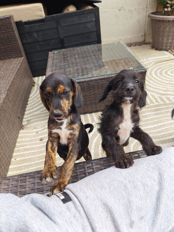 3 affectionate, boy jackapoo pups