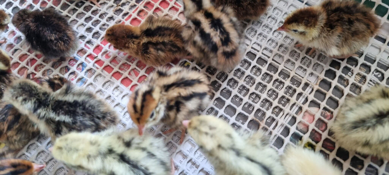 Coturnix quail chics