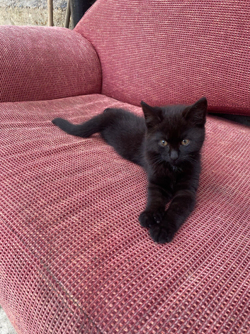 Adorable  Black Turkish Angora