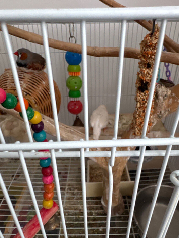 Australia finches