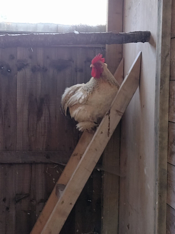 Organic and fertile Pekin Bantams eggs