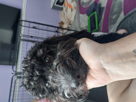 Male cockerpoo 9months old x