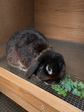 3 year old rabbit