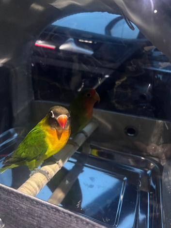 Pair of bonded lovebirds