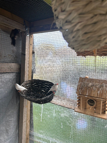 6 pairs of finches