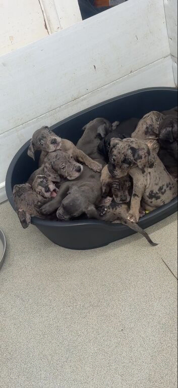 exceptional cane corso pups for sale