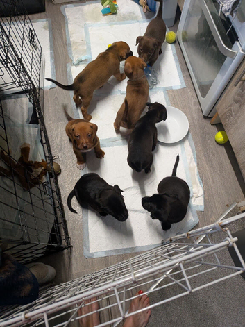 Mixed bread/lab/